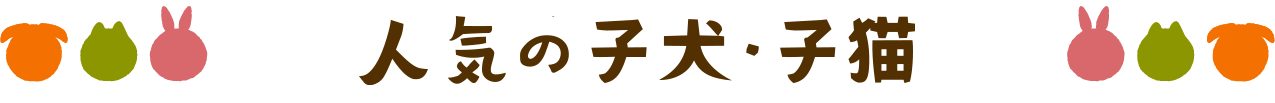 人気の子犬子猫